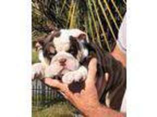 Bulldog Puppy for sale in Greenwood, SC, USA
