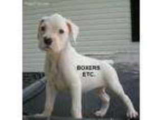 Boxer Puppy for sale in Nicholls, GA, USA