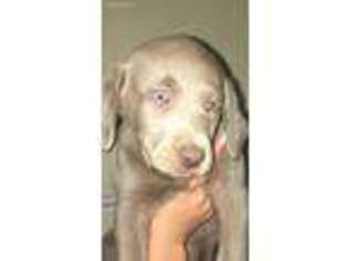 Labrador Retriever Puppy for sale in Des Arc, AR, USA