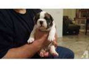 Bulldog Puppy for sale in PALM SPRINGS, CA, USA