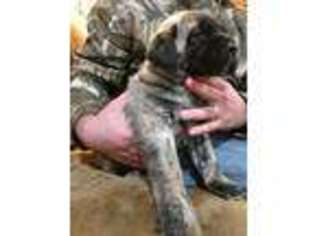 Mastiff Puppy for sale in Geraldine, AL, USA