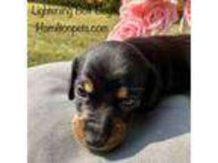 Dachshund Puppy for sale in Attica, IN, USA