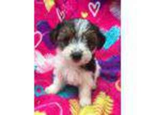 Yorkshire Terrier Puppy for sale in Trinity, TX, USA