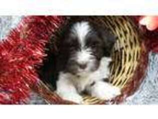 Havanese Puppy for sale in Harrison, AR, USA