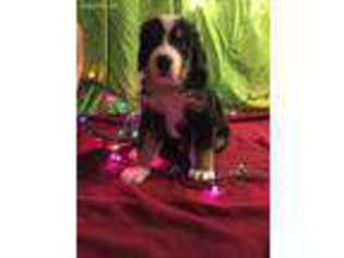 Bernese Mountain Dog Puppy for sale in Kent, WA, USA