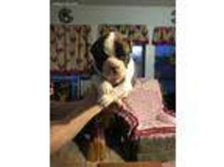 Olde English Bulldogge Puppy for sale in Ozark, AR, USA