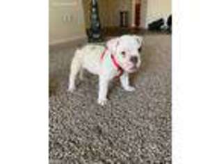 Olde English Bulldogge Puppy for sale in Lewisville, TX, USA