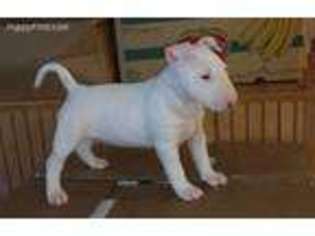 Bull Terrier Puppy for sale in Fitzgerald, GA, USA