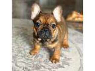 French Bulldog Puppy for sale in Emporia, KS, USA
