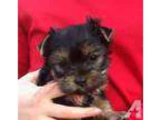 Yorkshire Terrier Puppy for sale in MURFREESBORO, TN, USA