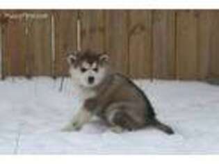 Alaskan Malamute Puppy for sale in Bellevue, MI, USA