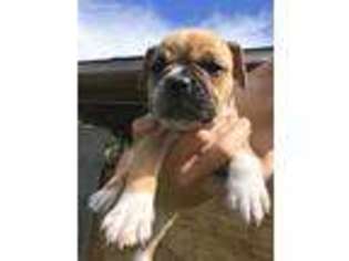 Olde English Bulldogge Puppy for sale in Kula, HI, USA