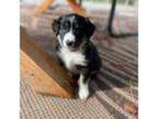Australian Shepherd Puppy for sale in Columbia Falls, MT, USA