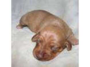 Dachshund Puppy for sale in West Columbia, TX, USA