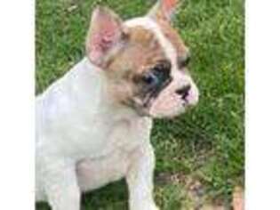 French Bulldog Puppy for sale in Industry, IL, USA
