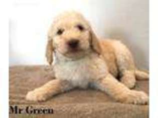 Goldendoodle Puppy for sale in Newton, UT, USA