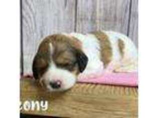 Mutt Puppy for sale in North Liberty, IA, USA