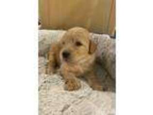 Goldendoodle Puppy for sale in Henderson, NC, USA