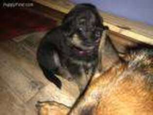 German Shepherd Dog Puppy for sale in Choctaw, OK, USA