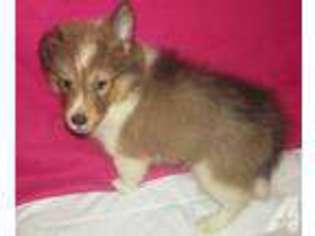 Shetland Sheepdog Puppy for sale in WILLIAMSTOWN, NY, USA