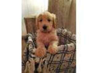 Goldendoodle Puppy for sale in Greensburg, KS, USA