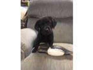 Labrador Retriever Puppy for sale in Millers Creek, NC, USA
