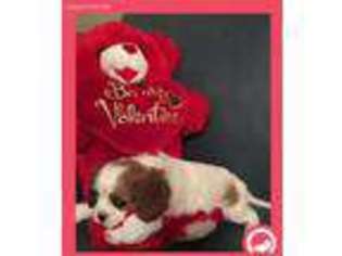 Cavalier King Charles Spaniel Puppy for sale in Huntsville, AL, USA