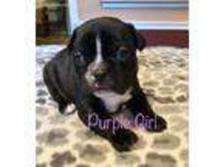 Boston Terrier Puppy for sale in Marion, SC, USA