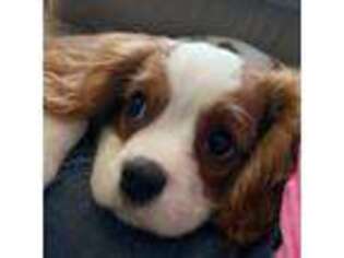 Cavalier King Charles Spaniel Puppy for sale in Omaha, NE, USA