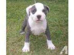 American Pit Bull Terrier Puppy for sale in HAZLEHURST, GA, USA