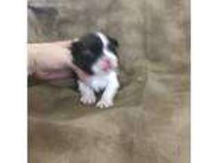 Shorkie Tzu Puppy for sale in Hereford, AZ, USA