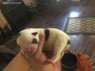American Bulldog Puppy for sale in Phoenix, AZ, USA