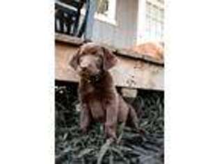 Labrador Retriever Puppy for sale in Reidsville, NC, USA