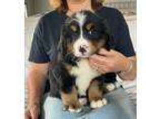 Bernese Mountain Dog Puppy for sale in Berlin, NJ, USA
