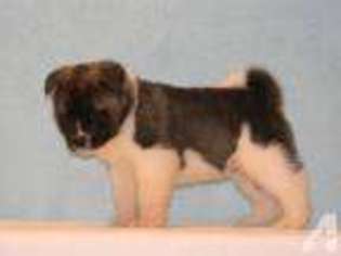 Akita Puppy for sale in SMITHFIELD, PA, USA