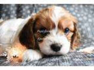 Cavachon Puppy for sale in Boyden, IA, USA