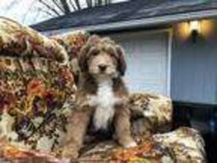 Mutt Puppy for sale in Rose Hill, VA, USA