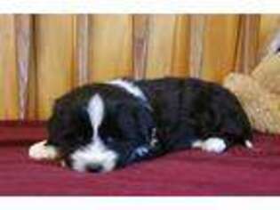 Tibetan Terrier Puppy for sale in Waterloo, NY, USA