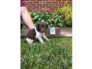 German Shorthaired Pointer Puppy for sale in Hillsboro, OH, USA