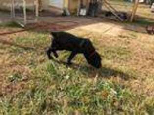 Cane Corso Puppy for sale in Lynchburg, VA, USA