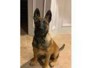 Belgian Malinois Puppy for sale in Sterling Heights, MI, USA
