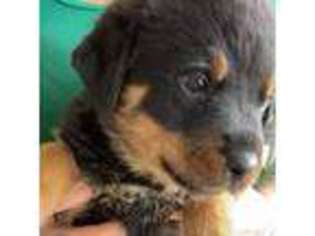 Rottweiler Puppy for sale in Viola, AR, USA