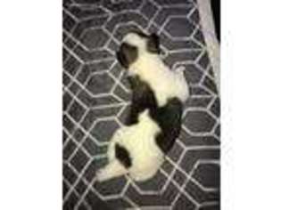 Akita Puppy for sale in Garland, TX, USA