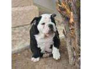 Bulldog Puppy for sale in Pueblo West, CO, USA