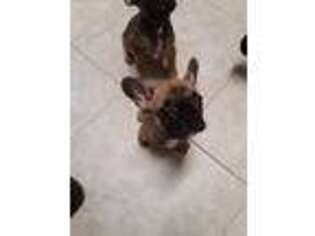 French Bulldog Puppy for sale in Jefferson City, MO, USA