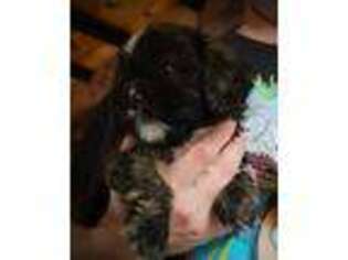 Mutt Puppy for sale in Fyffe, AL, USA