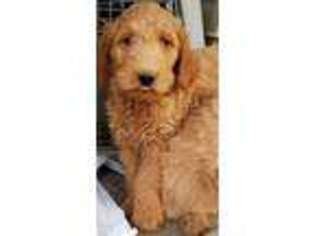 Goldendoodle Puppy for sale in Homer Glen, IL, USA