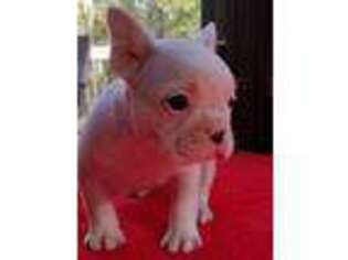 French Bulldog Puppy for sale in Ashville, AL, USA