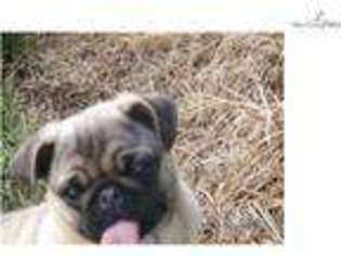 Pug Puppy for sale in Fort Smith, AR, USA