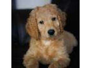 Labradoodle Puppy for sale in Visalia, CA, USA